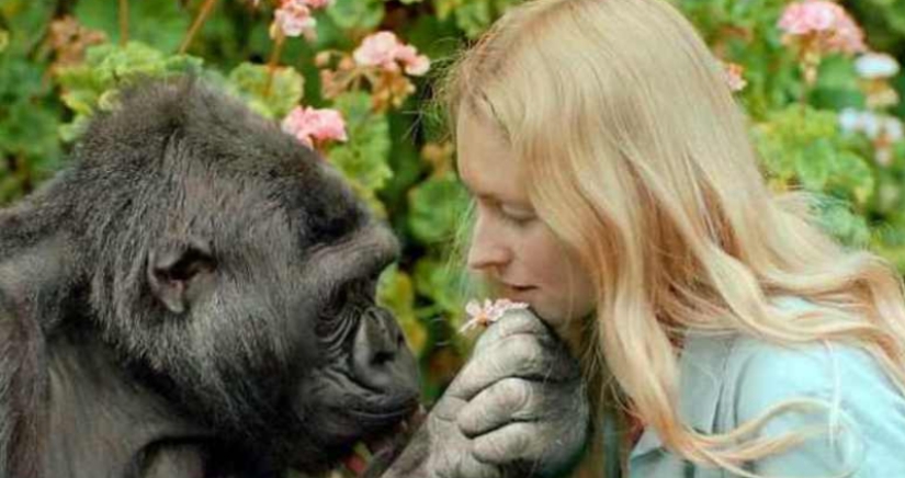 Koko el gorila parlante - ¿es cierto, un engaño o una ilusión de los científicos?