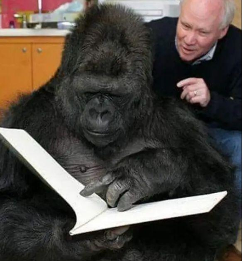 Koko el gorila parlante - ¿es cierto, un engaño o una ilusión de los científicos?