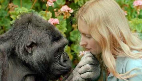 Koko the talking gorilla - is it true, a hoax or a delusion of scientists?