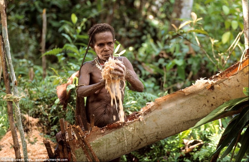 Korovai — a mysterious tribe of cannibals, who recently learned about civilization