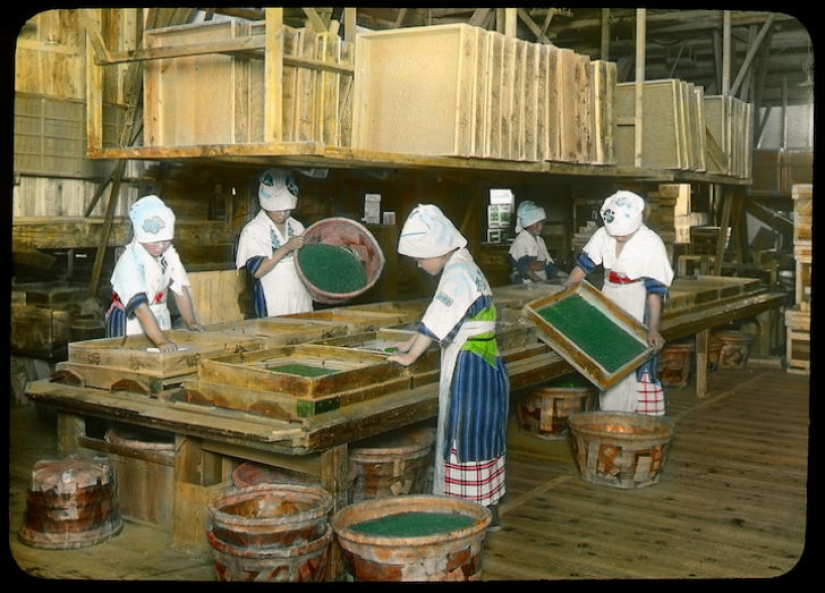 La administración de Bush para el consumidor: cómo se hizo la producción del té en Japón y el comienzo del siglo XX