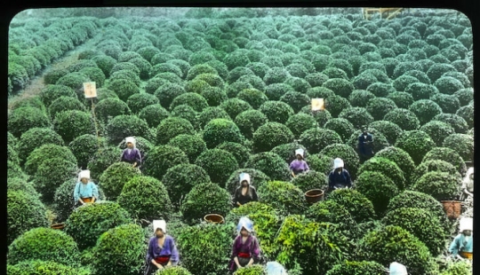 La administración de Bush para el consumidor: cómo se hizo la producción del té en Japón y el comienzo del siglo XX