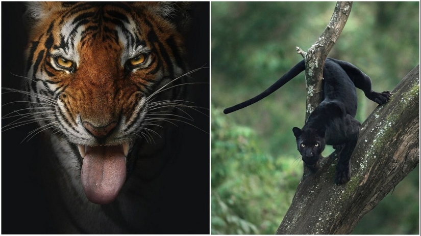 La belleza salvaje de los gatos grandes en las imágenes de Shaza Jung