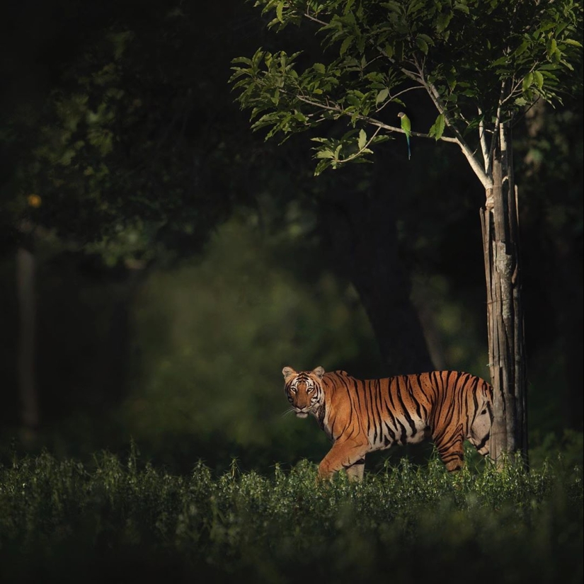 La belleza salvaje de los gatos grandes en las imágenes de Shaza Jung