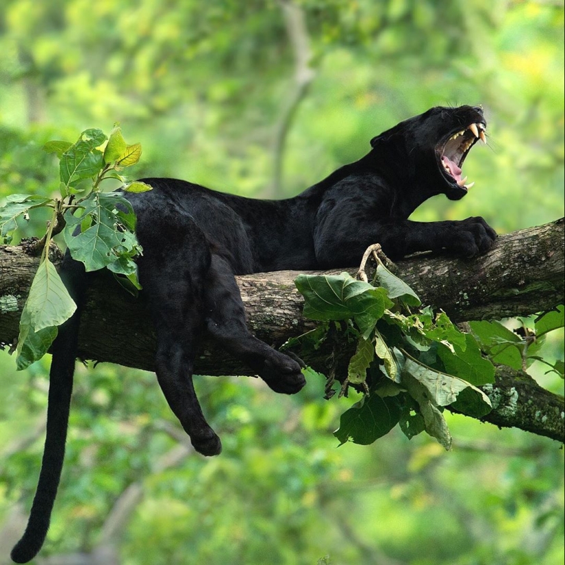 La belleza salvaje de los gatos grandes en las imágenes de Shaza Jung