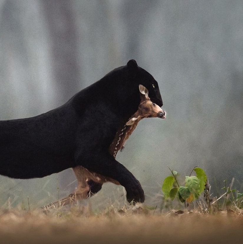 La belleza salvaje de los gatos grandes en las imágenes de Shaza Jung