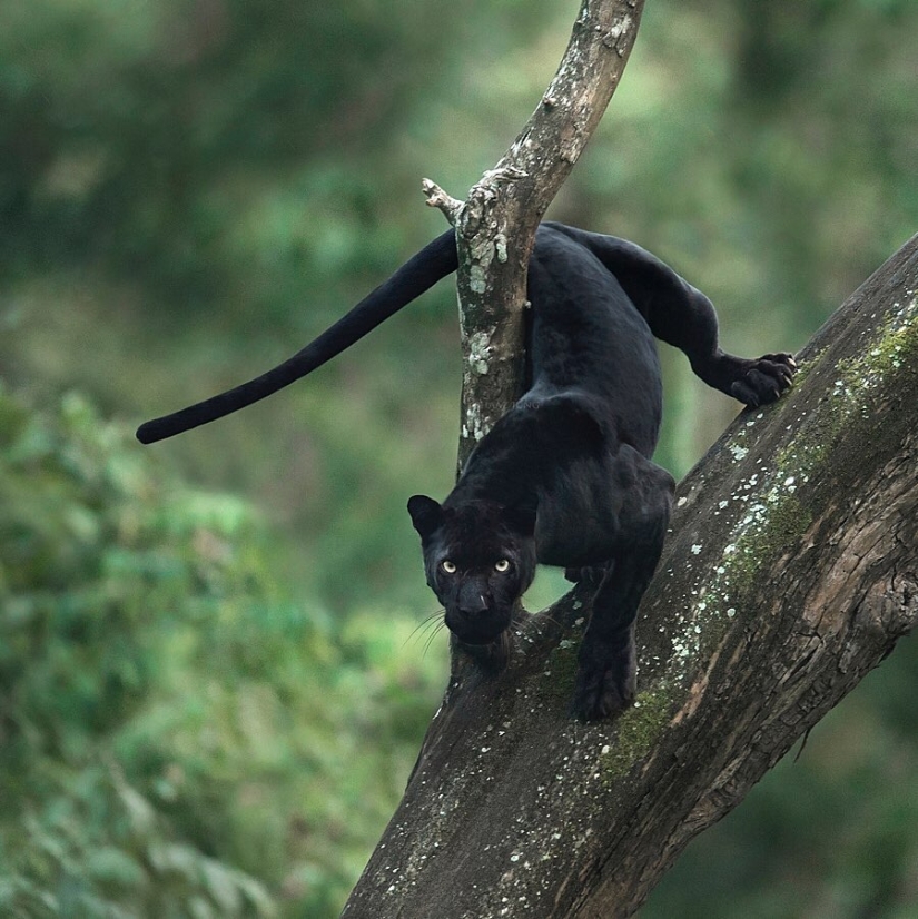 La belleza salvaje de los gatos grandes en las imágenes de Shaza Jung