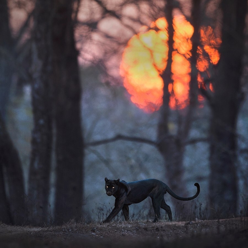 La belleza salvaje de los gatos grandes en las imágenes de Shaza Jung