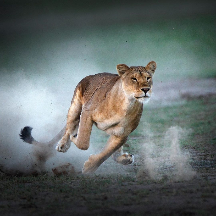 La belleza salvaje de los gatos grandes en las imágenes de Shaza Jung