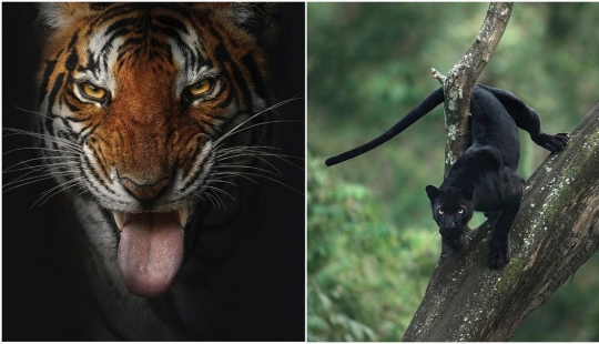 La belleza salvaje de los gatos grandes en las imágenes de Shaza Jung