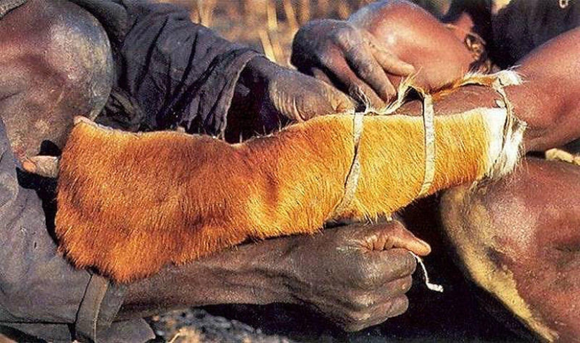 La captura de una pitón en cebo vivo