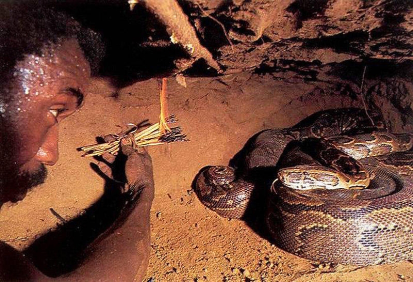 La captura de una pitón en cebo vivo