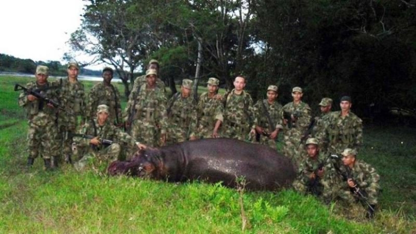 La cocaína hipopótamos de Colombia, Ambientales o de sabotaje Escobar