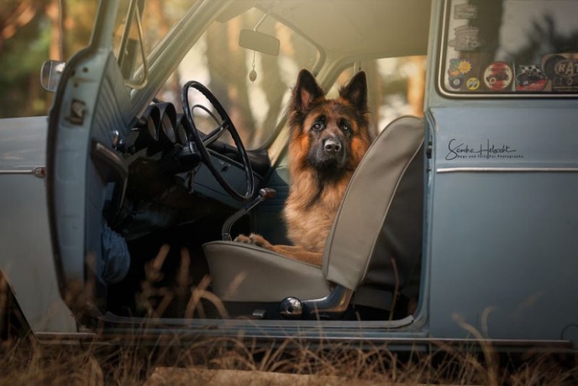 La combinación perfecta: los perros y los coches de época