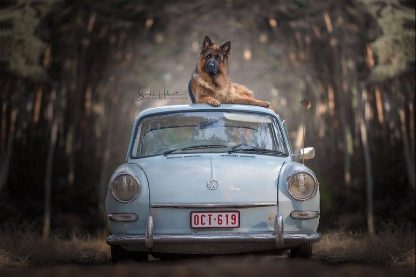 La combinación perfecta: los perros y los coches de época