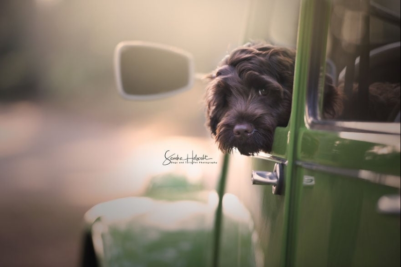 La combinación perfecta: los perros y los coches de época