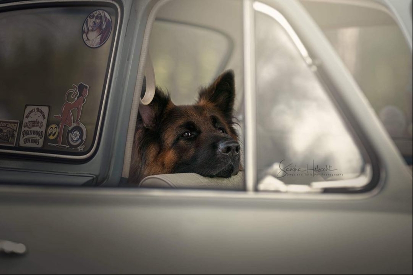 La combinación perfecta: los perros y los coches de época