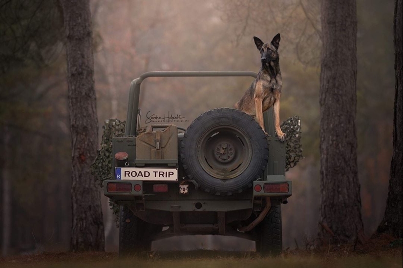 La combinación perfecta: los perros y los coches de época