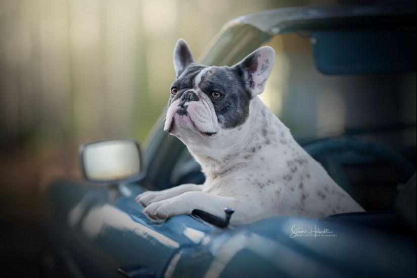 La combinación perfecta: los perros y los coches de época