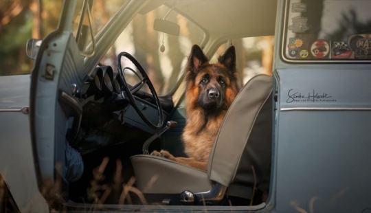 La combinación perfecta: los perros y los coches de época