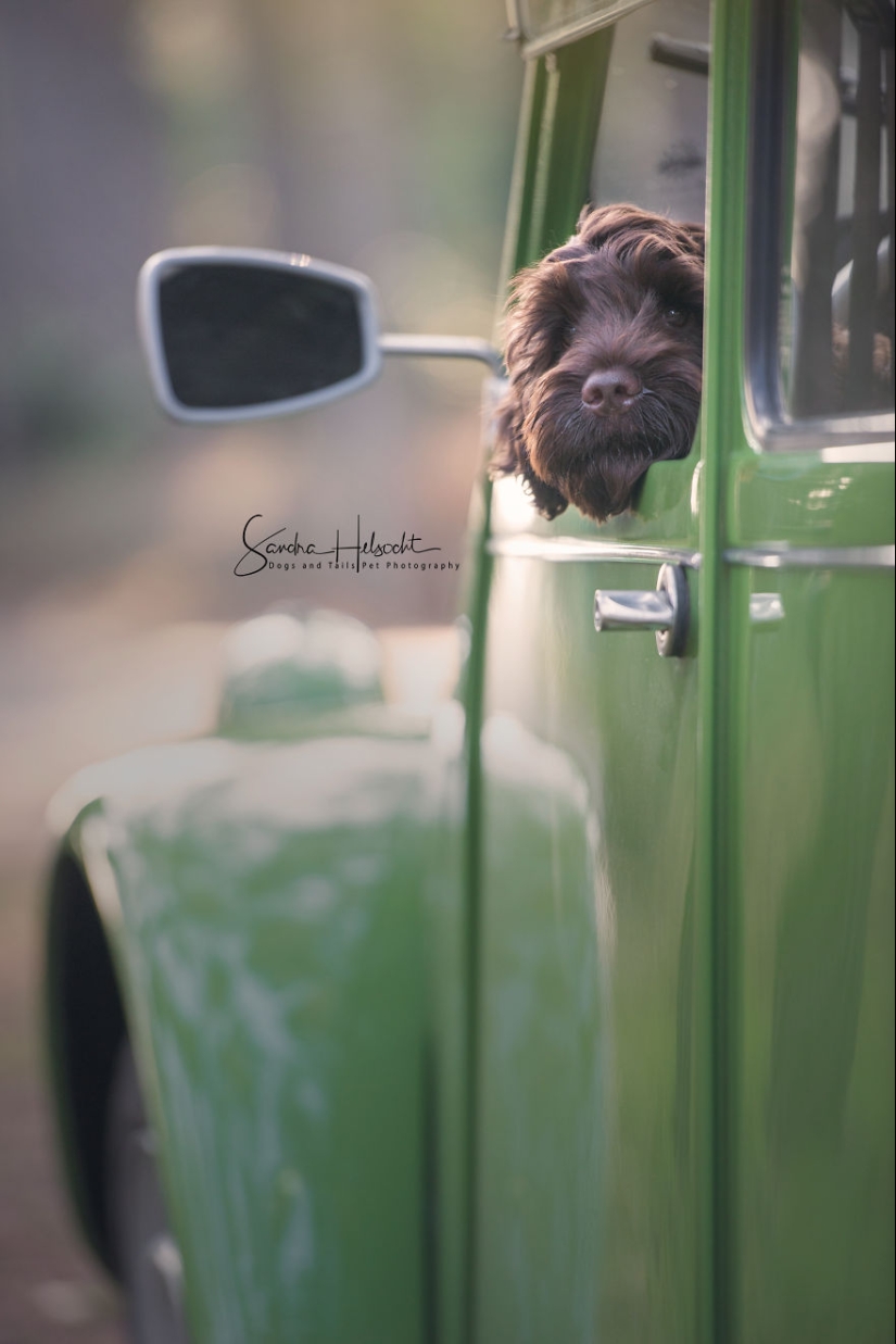 La combinación perfecta: los perros y los coches de época