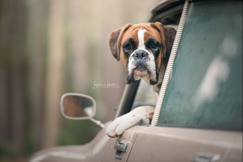 La combinación perfecta: los perros y los coches de época