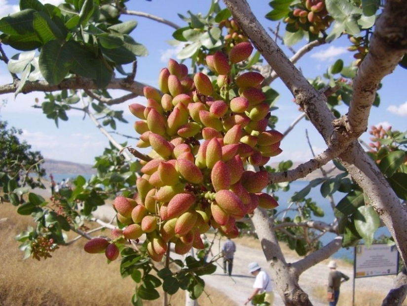 La conspiración de los productores de pistachos: ¿por qué es tan caro y siempre en shell