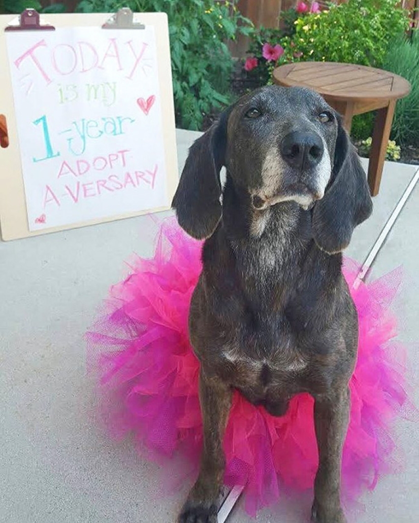 La felicidad de los perros viejos que fueron sacados de la calle