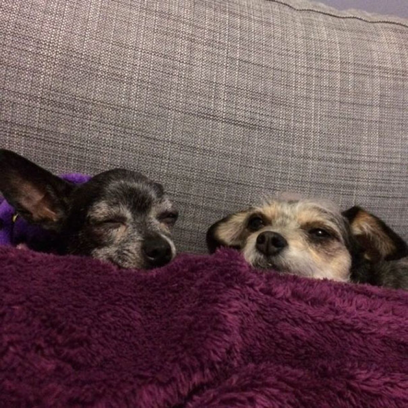 La felicidad de los perros viejos que fueron sacados de la calle