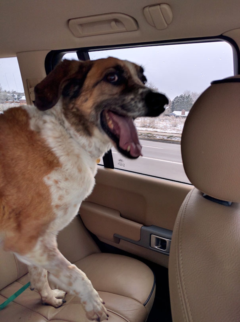 La felicidad de los perros viejos que fueron sacados de la calle