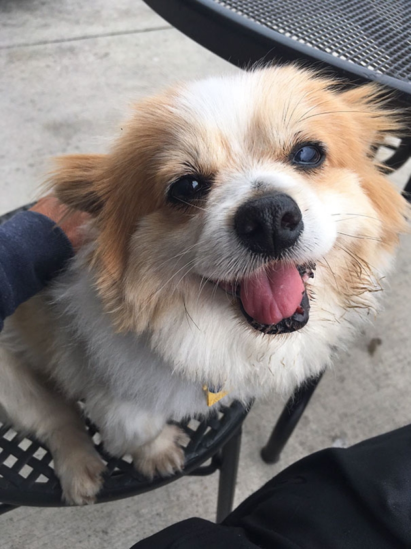 La felicidad de los perros viejos que fueron sacados de la calle