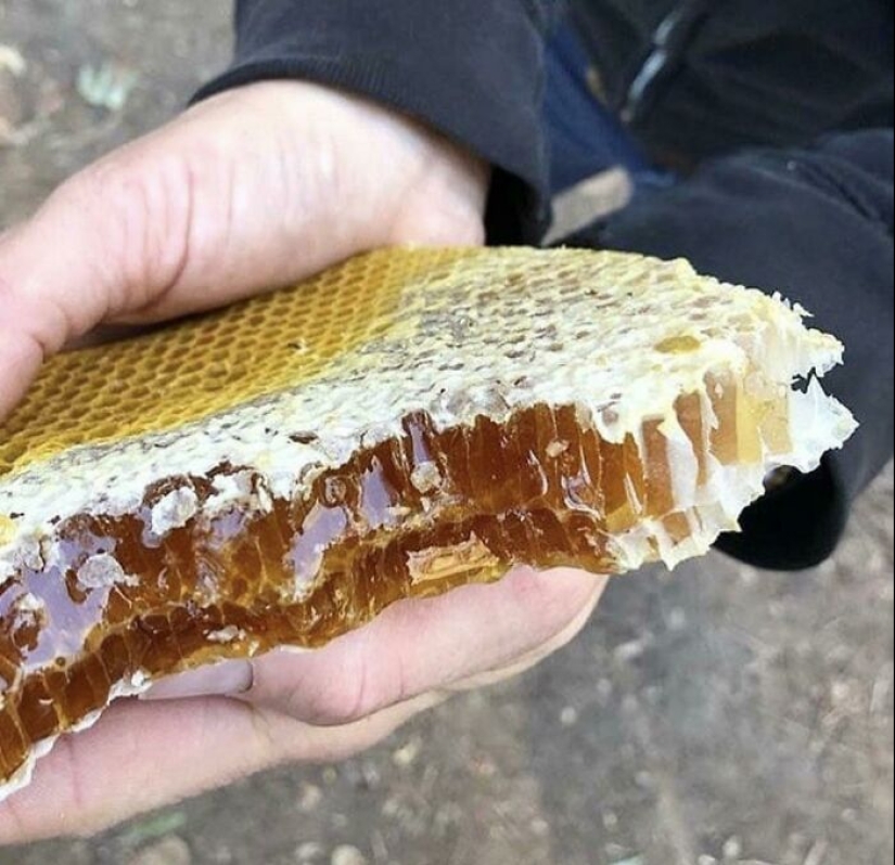 La gente comparte fotos de comida casi perfecta, aquí están los 50 más bellos