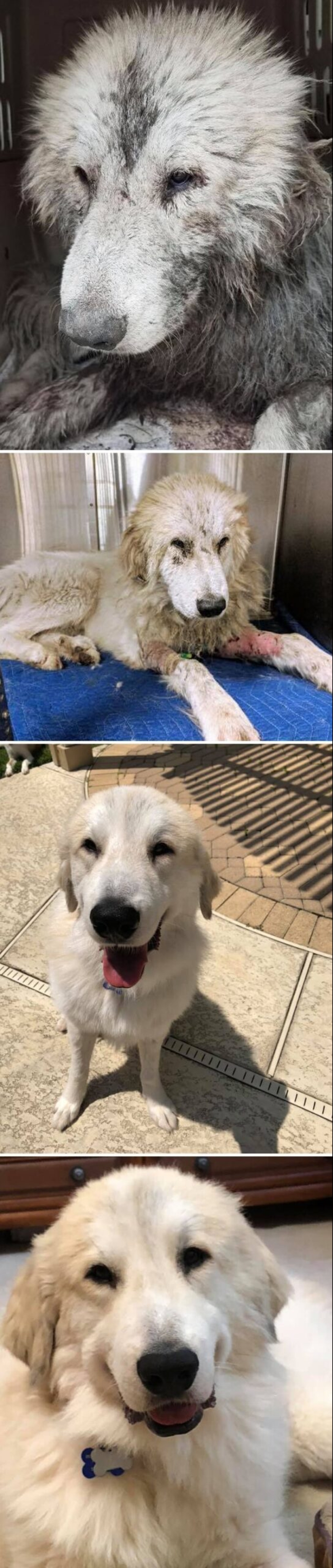 La gente muestra cómo sus mascotas han cambiado desde la primera reunión