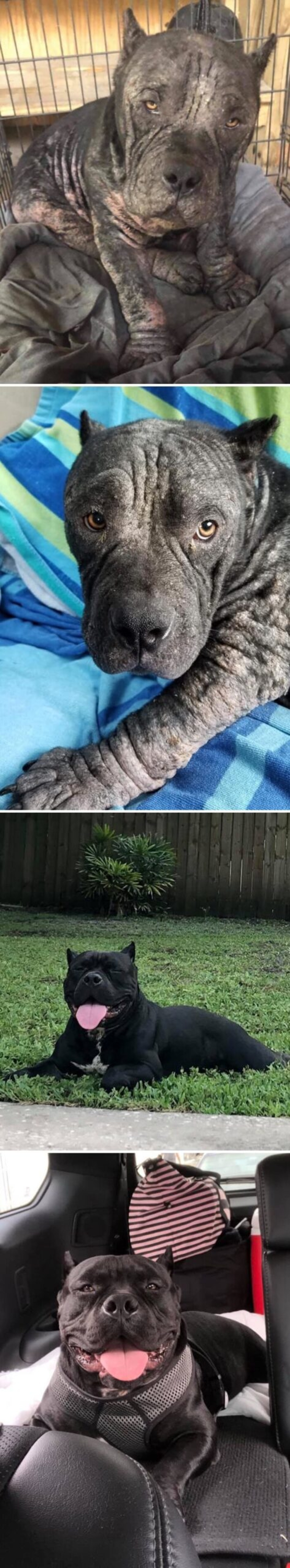 La gente muestra cómo sus mascotas han cambiado desde la primera reunión