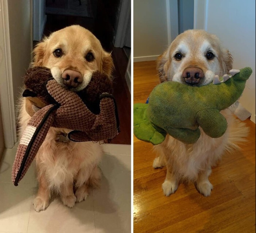 La gente muestra cómo sus mascotas han cambiado desde la primera reunión