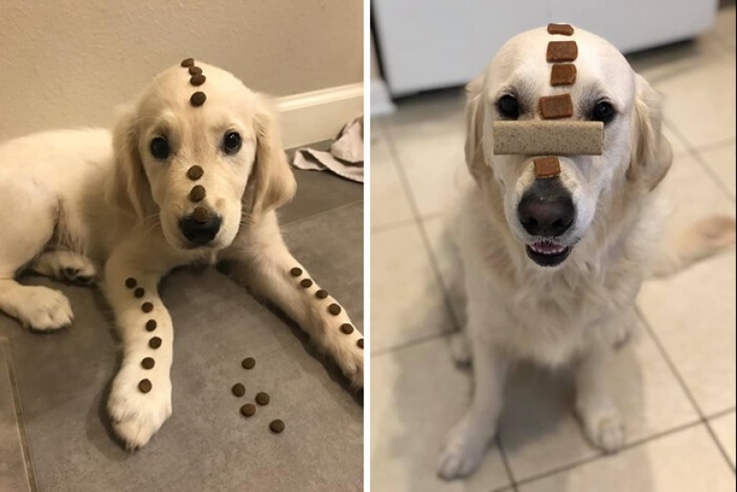 La gente muestra cómo sus mascotas han cambiado desde la primera reunión