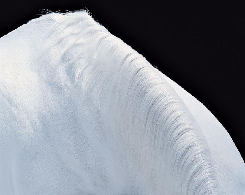 La gracia hermosos caballos en el proyecto Equus