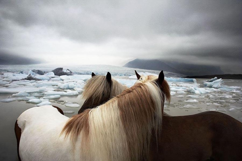 La gracia hermosos caballos en el proyecto Equus