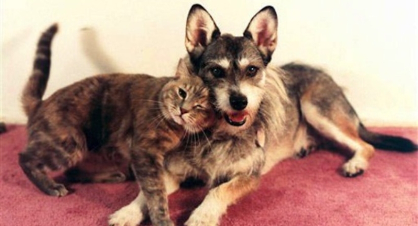 La historia de Ginny, una perra con un corazón de oro, que una vez se convirtió en el "Gato del Año"