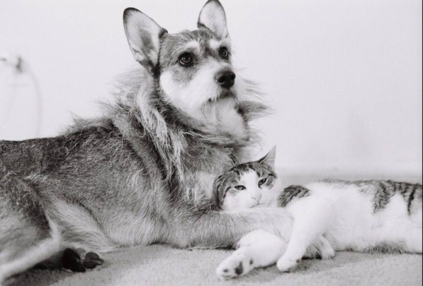 La historia de Ginny, una perra con un corazón de oro, que una vez se convirtió en el "Gato del Año"