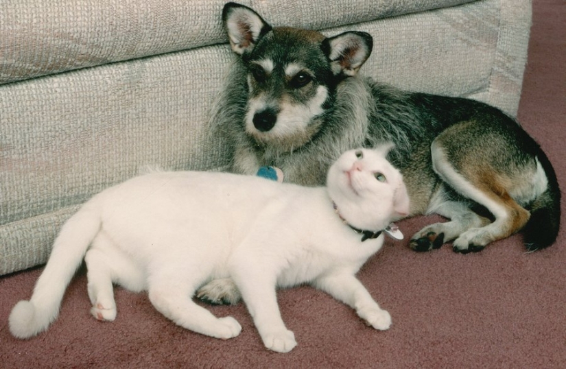 La historia de Ginny, una perra con un corazón de oro, que una vez se convirtió en el "Gato del Año"