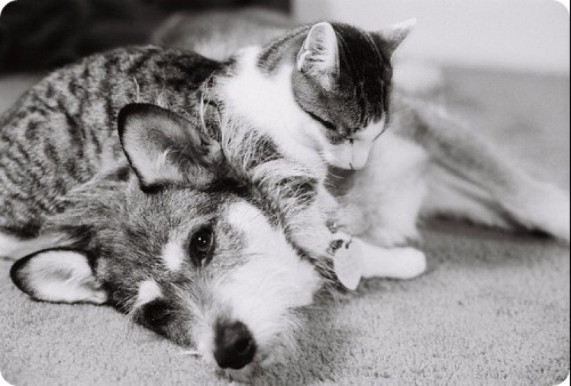 La historia de Ginny, una perra con un corazón de oro, que una vez se convirtió en el "Gato del Año"