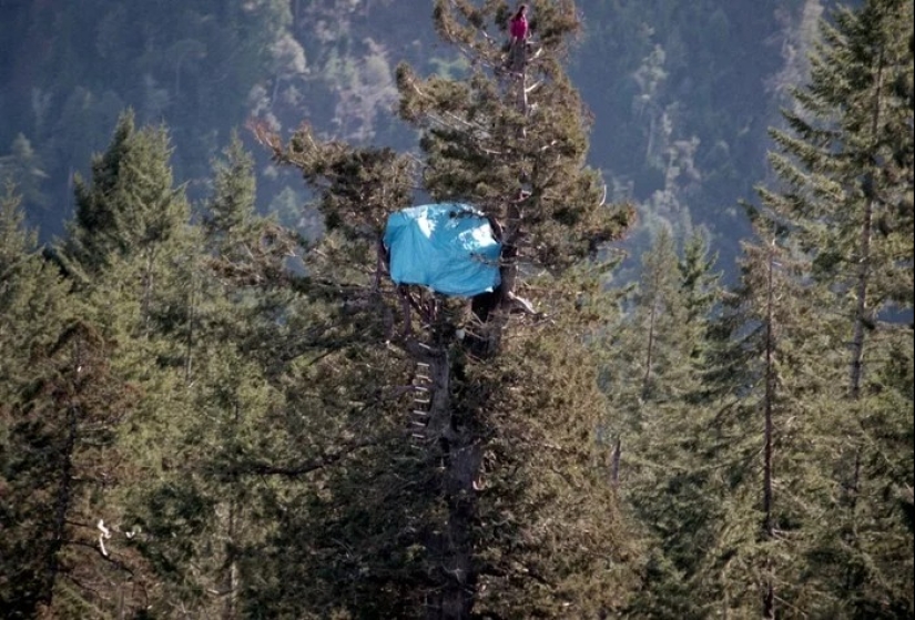 La historia de Julia &quot;Butterfly&quot;, una niña que vivió en un árbol durante 2 años