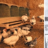 La historia de una "chica gallina" portuguesa que creció en un gallinero