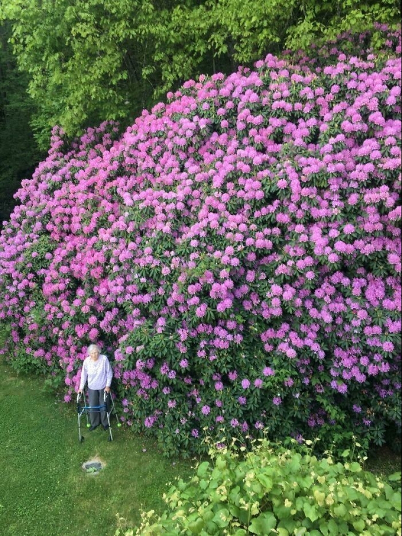 La jardinería es genial! 30 mejores fotos de la comunidad Reddit más grande para jardineros