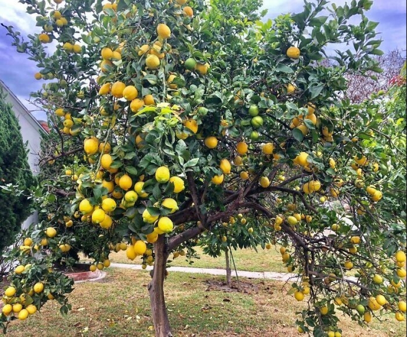 La jardinería es genial! 30 mejores fotos de la comunidad Reddit más grande para jardineros