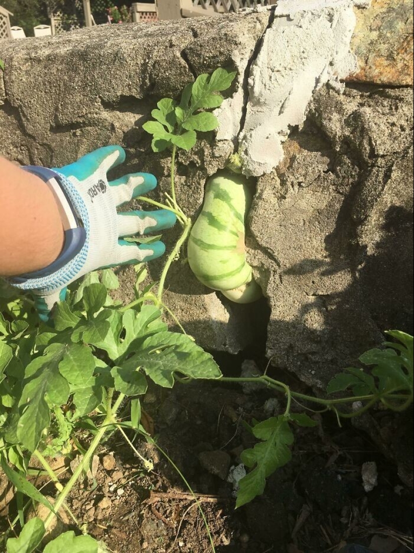 La jardinería es genial! 30 mejores fotos de la comunidad Reddit más grande para jardineros