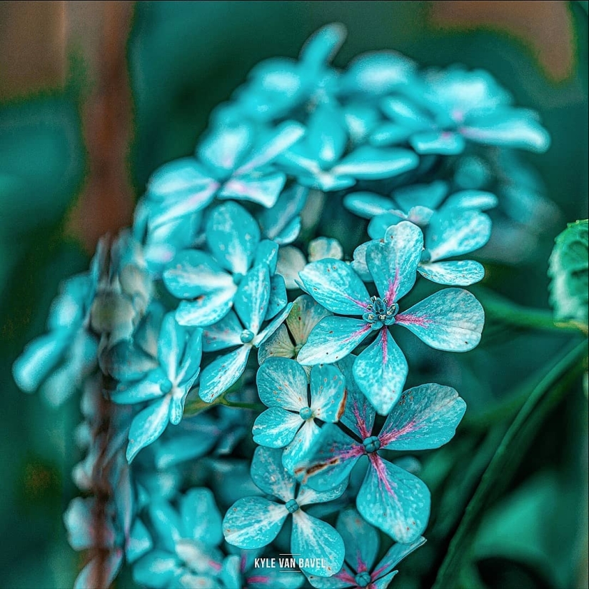 La magia de la macrofotografía: hermosas flores y los insectos en la lente de Kyle van Bavel