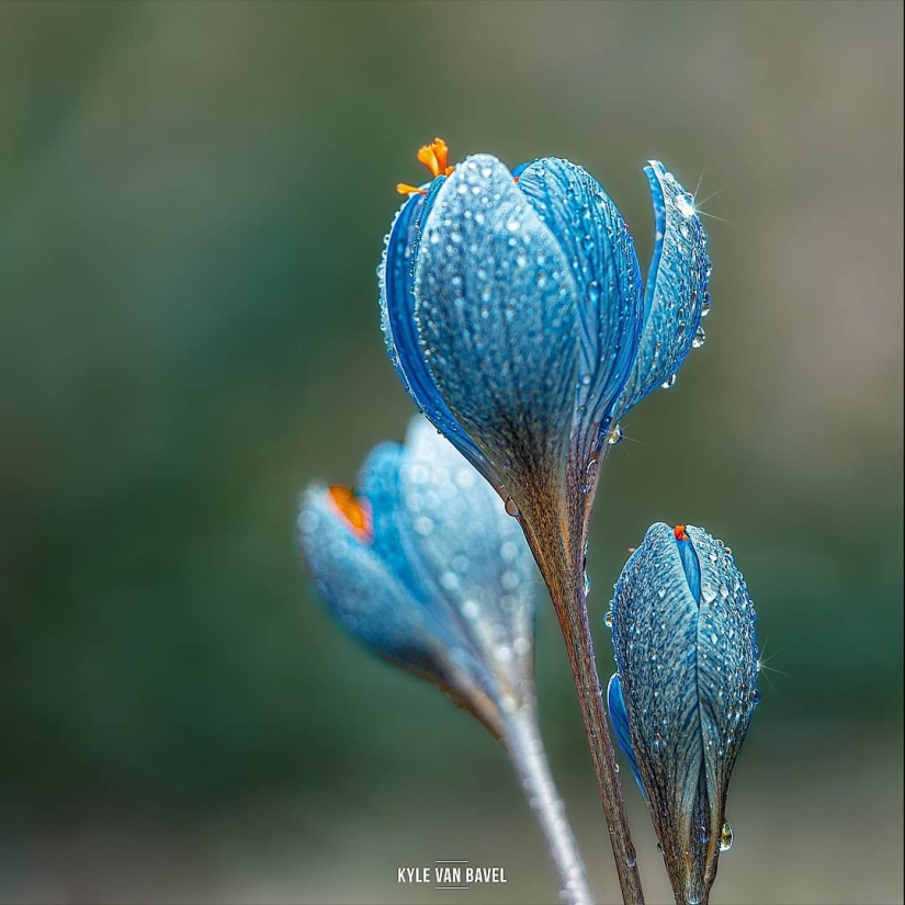 La magia de la macrofotografía: hermosas flores y los insectos en la lente de Kyle van Bavel