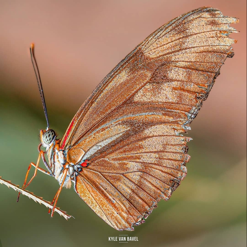 La magia de la macrofotografía: hermosas flores y los insectos en la lente de Kyle van Bavel